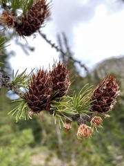 Larix lyallii