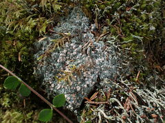 Icmadophila ericetorum