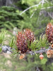 Larix lyallii