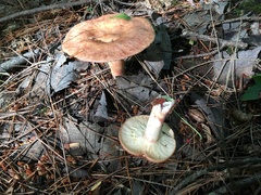 Lactarius vinaceorufescens