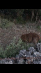 Cervus elaphus corsicanus