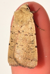Xestia kermesina