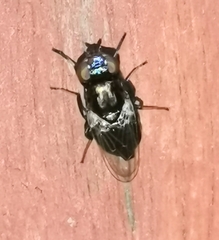 Physiphora alceae