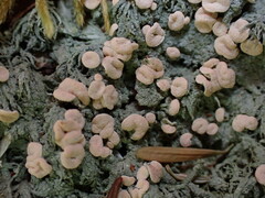 Icmadophila ericetorum