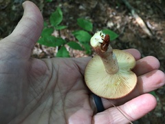 Lactarius vinaceorufescens