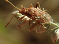 Stictopleurus abutilon