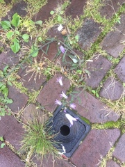 Campanula rapunculus