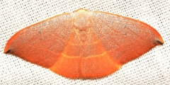 Watsonalla uncinula