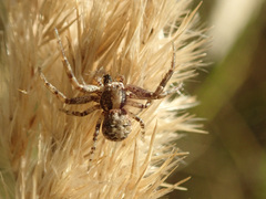 Xysticus cristatus