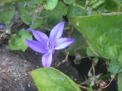 Campanula poscharskyana