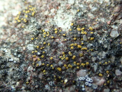 Candelariella aurella