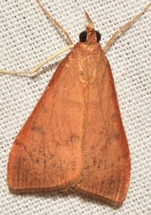 Uresiphita gilvata