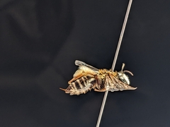 Apidae