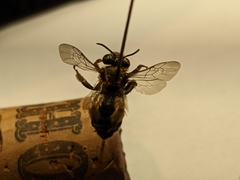 Apidae