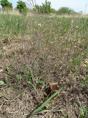 Arabidopsis thaliana