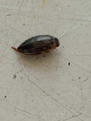 Coptotomus