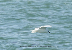 Ichthyaetus melanocephalus