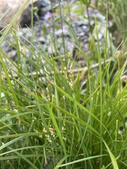 Carex aurea