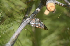 Charaxes jasius