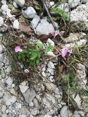 Impatiens balfourii
