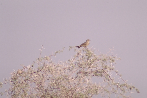 Chat Flycatcher (Agricola infuscatus), photo 5