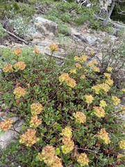 Eriogonum umbellatum