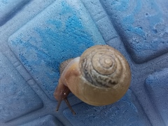 Ganesella saurivonga