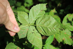 Rubus frondosus