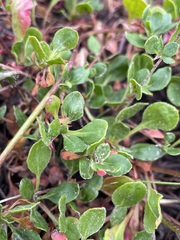 Eriogonum umbellatum