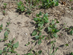 Fallopia convolvulus