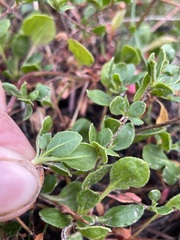 Eriogonum umbellatum