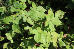 Rubus frondosus
