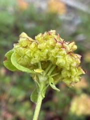 Eriogonum umbellatum
