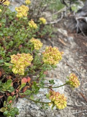 Eriogonum umbellatum