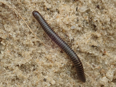 Cylindroiulus caeruleocinctus