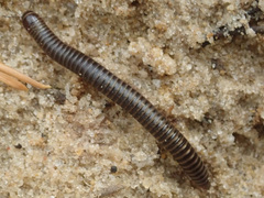 Cylindroiulus caeruleocinctus