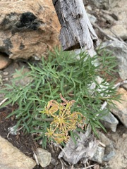 Lomatium brandegeei