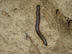 Cylindroiulus caeruleocinctus