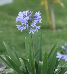 Agapanthus