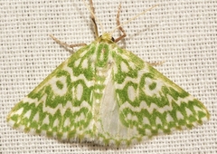 Thetidia plusiaria
