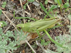 Chorthippus dichrous