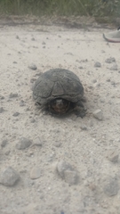 Kinosternon subrubrum