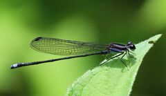 Argia indicatrix