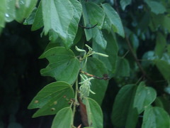 Bauhinia divaricata