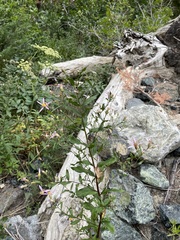 Eucephalus engelmannii