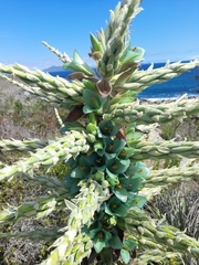 Puya alpestris