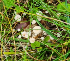 Collybia