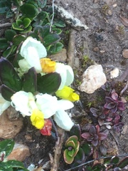 Polygaloides chamaebuxus