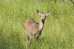 Cervus nippon centralis