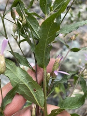 Eucephalus engelmannii